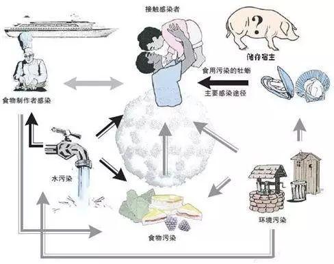 3月诺如病毒仍在流行，如何预防？